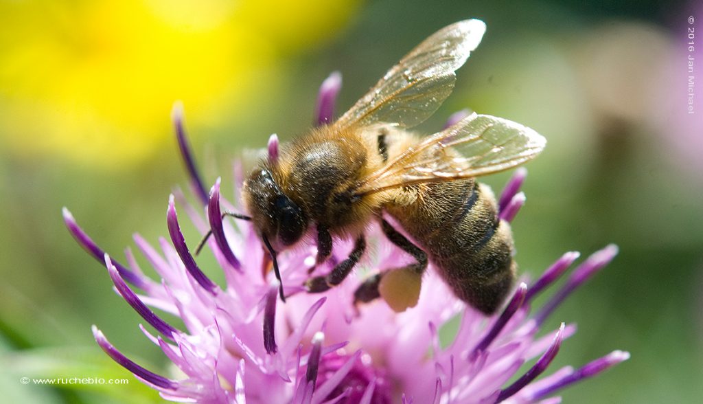 abeille sur fleur