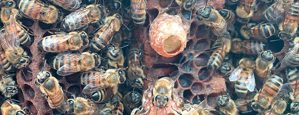 Cellule royale d'abeilles