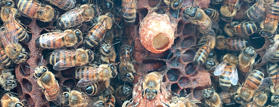 Lot De 6 Portes D'évacuation Pour Abeilles En Plastique - Taille 109x42 Mm, Trou 21,7 Mm - Pour Ruche, Extraction Du Miel Facile