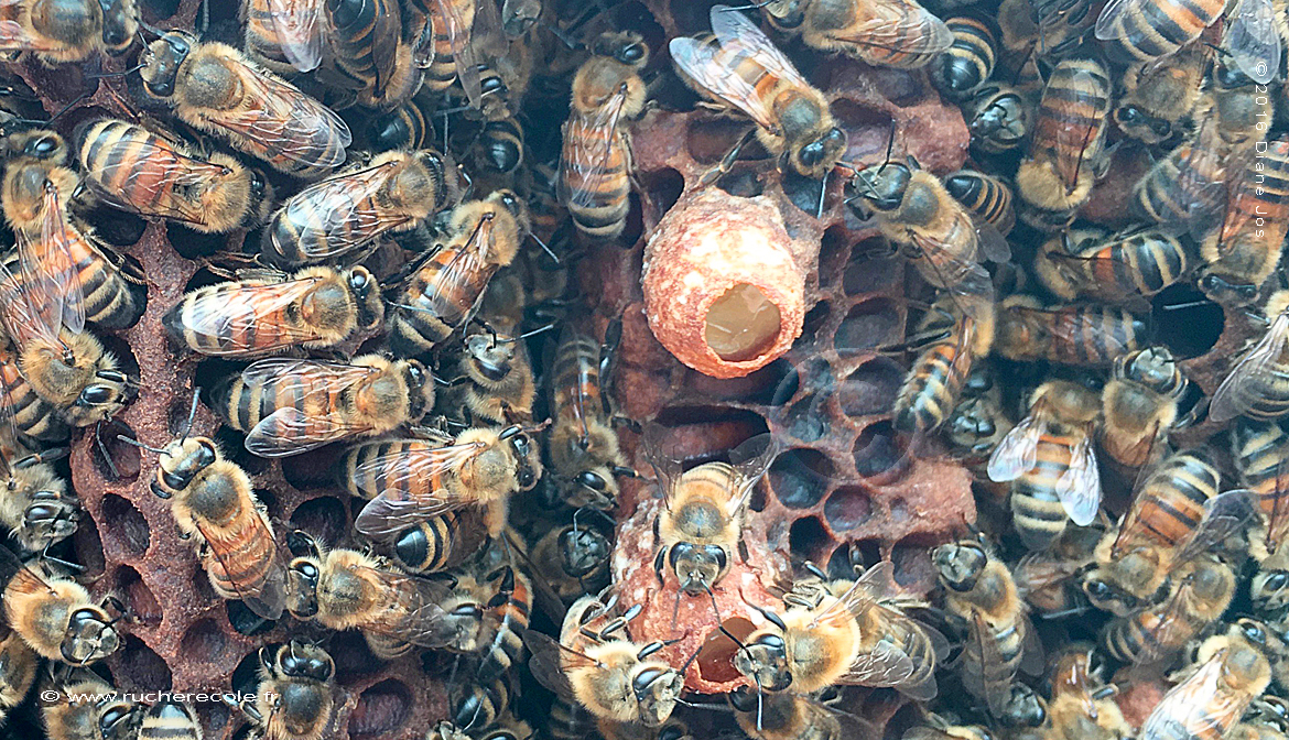Cellule royale abeilles