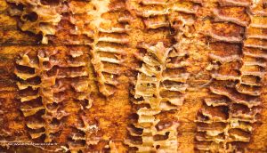 Couche de propolis dans une ruche Warré