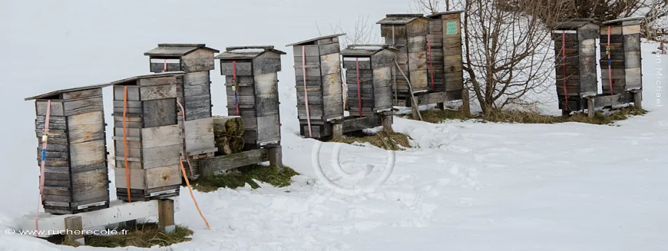 Le ruches Warré