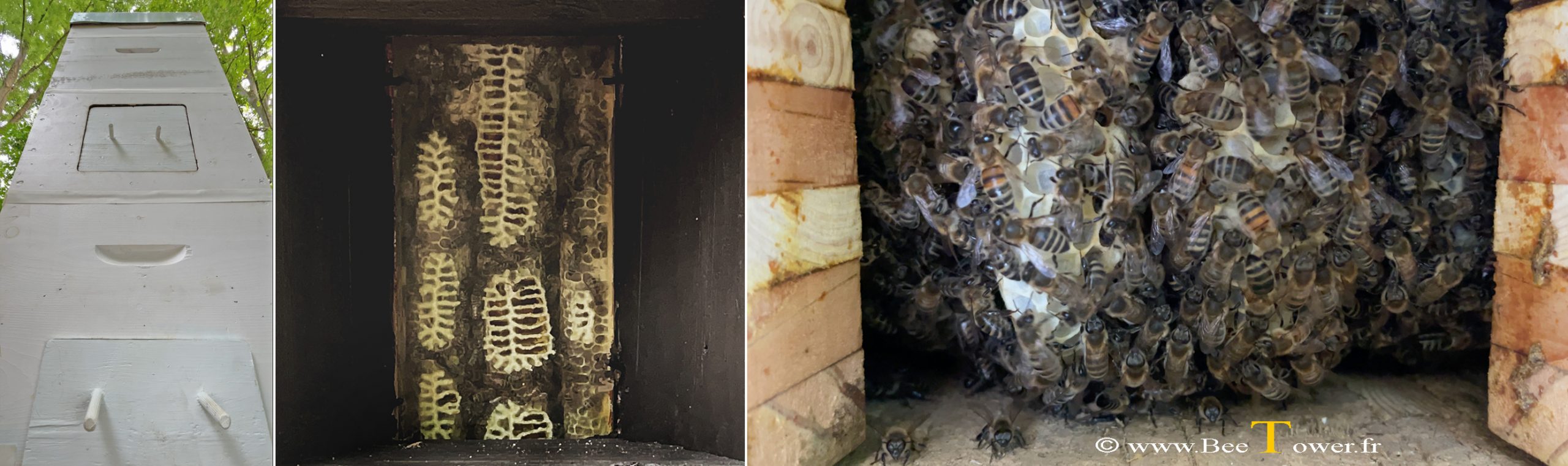 Fenetre bee Tower, la tour des abeilles