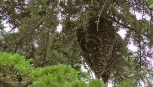 Une double grappe d'essaims