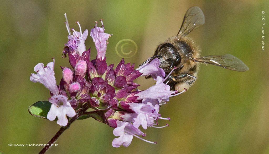 abeille sur fleur, origane sauvage
