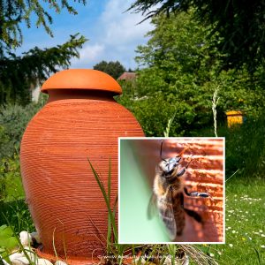 abreuvoir-abeilles