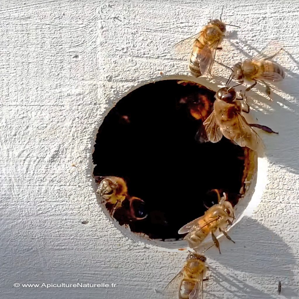 abeille faux bourdon