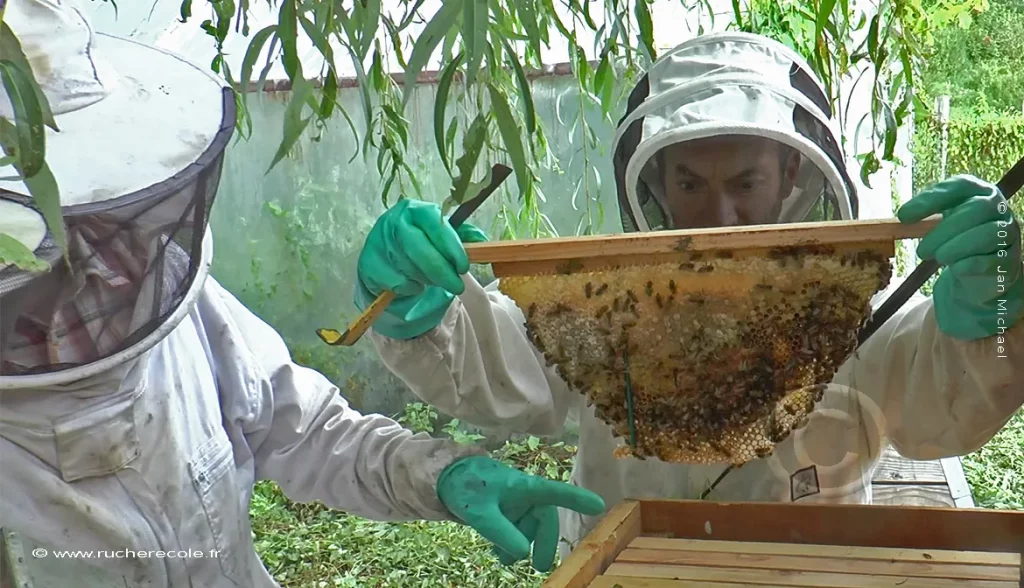gants-en-apiculture