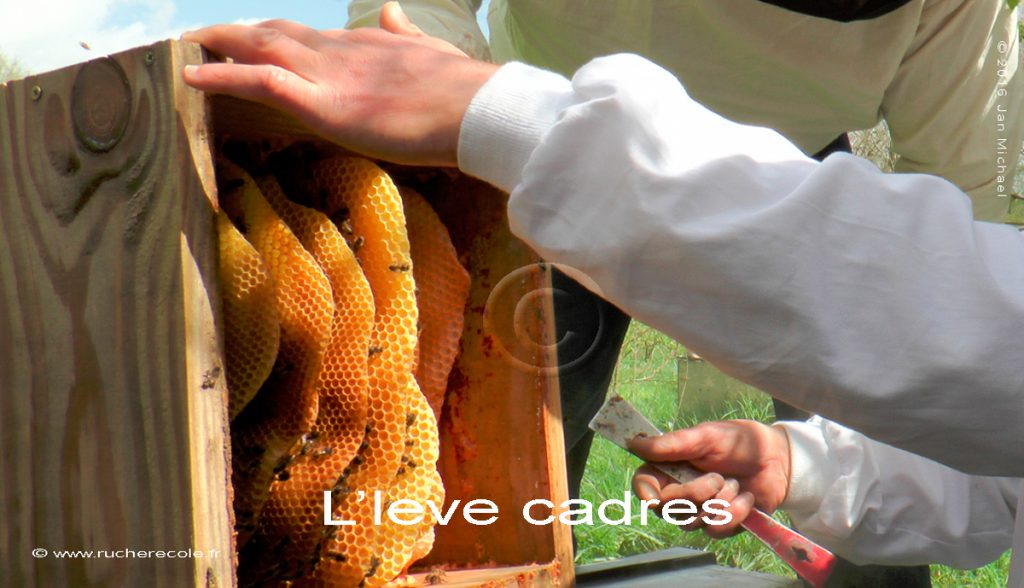 Le lève-cadre pour la ruche