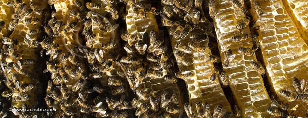 Les rayons de miel