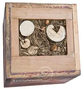 eco-plancher Warré avec isolation en roseaux