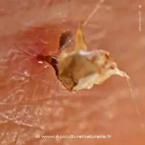 Aiguillon d'abeille