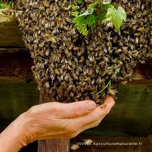 essaim naturels
