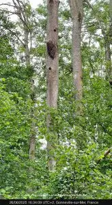 Essaim jardin Villa le Bosquet