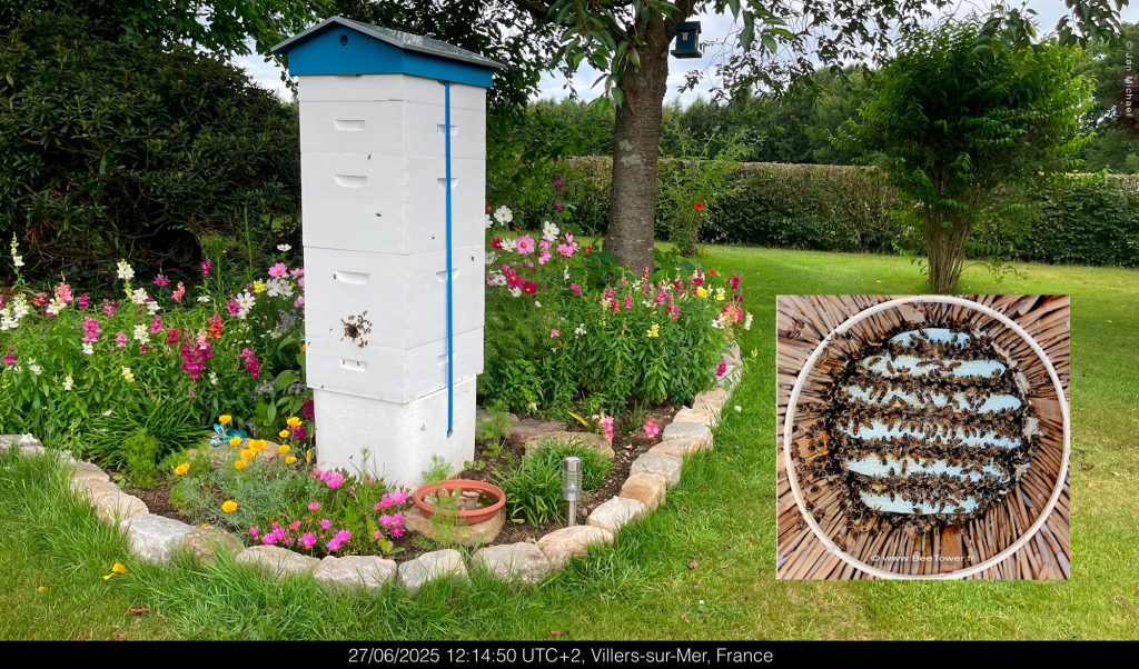 La ruche Beetower