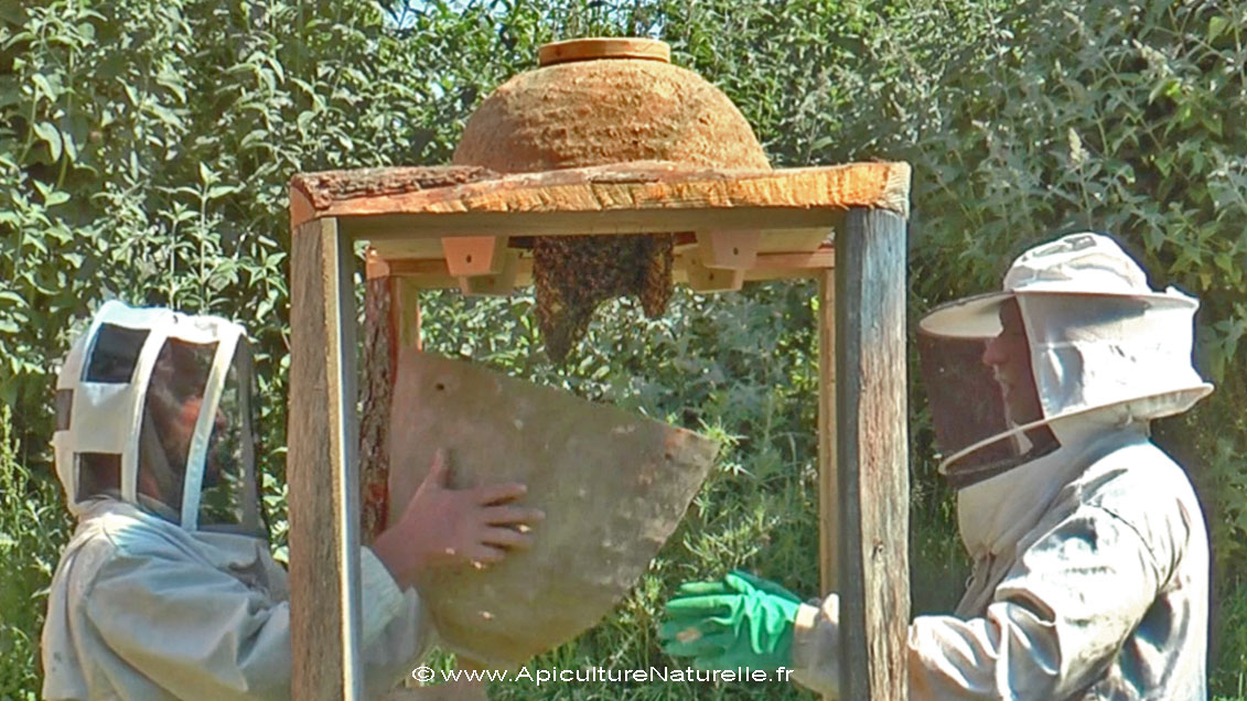 La ruche suspendue en paille de Günther Mancke
