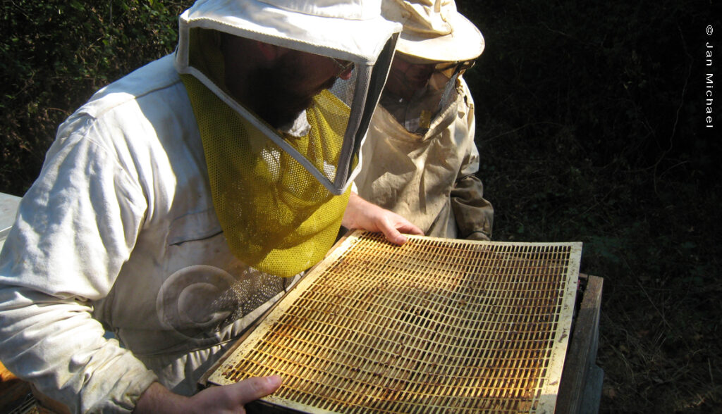 grille à reine