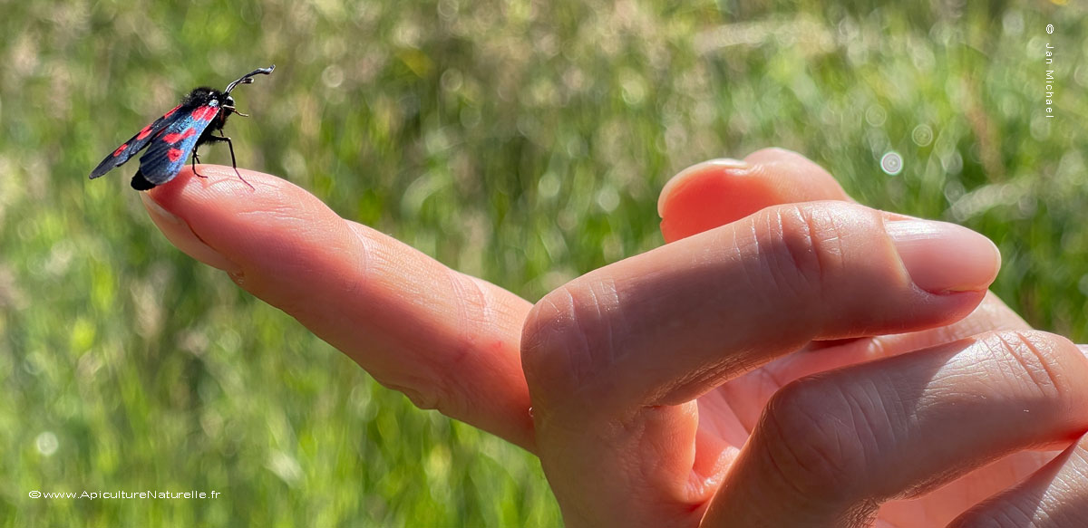 Zygaena-filipendulae