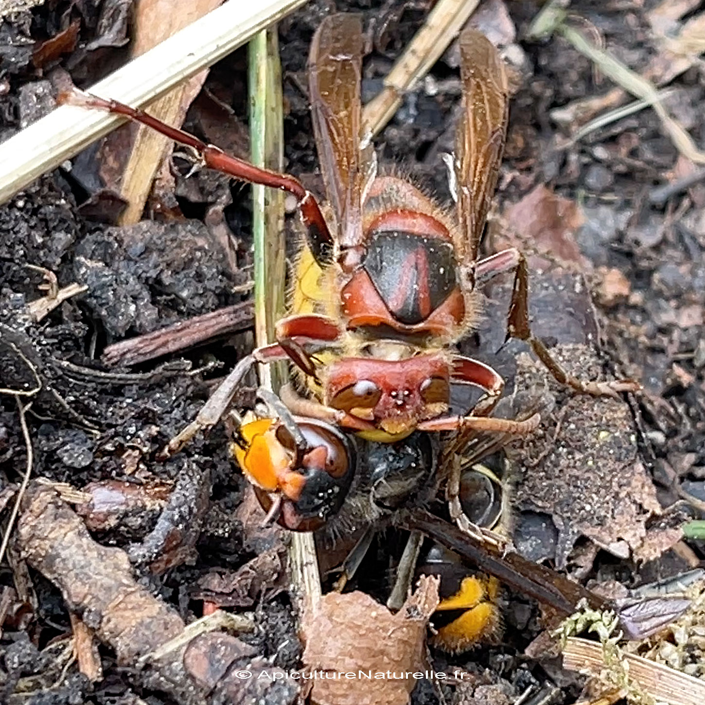 frelon européenne manche frelon asiatique