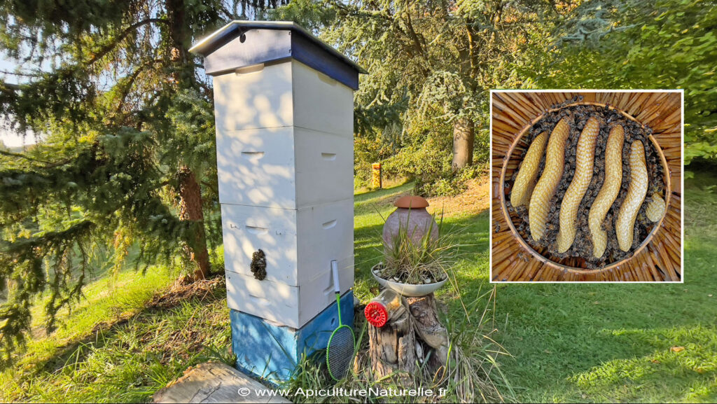 La ruche beetower - rucher école Villa le Bosquet