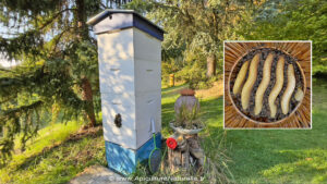 La ruche beetower - rucher école Villa le Bosquet