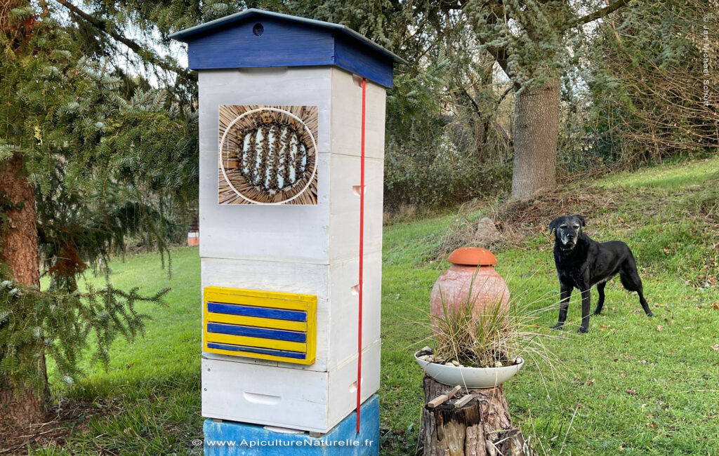 La ruche beetower-Dadant