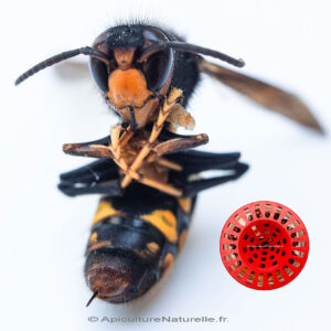 piege-frelon-asiatique