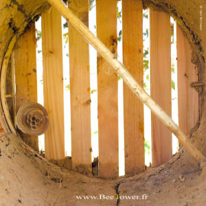 Nid-primaire-frelon-asiatique