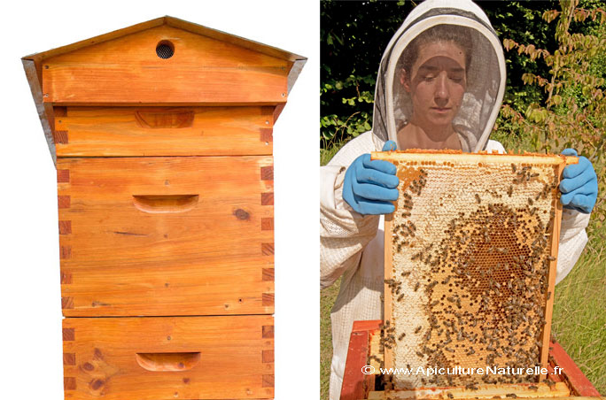 La nouvelle ruche Mellifera