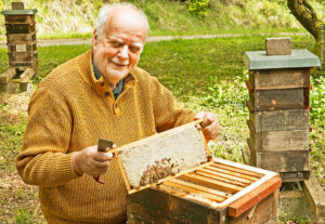 Honigwabe aus der "Dicken Bretter-Beute"