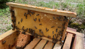 Honigwabe im neuen Mellifera Bienenstock