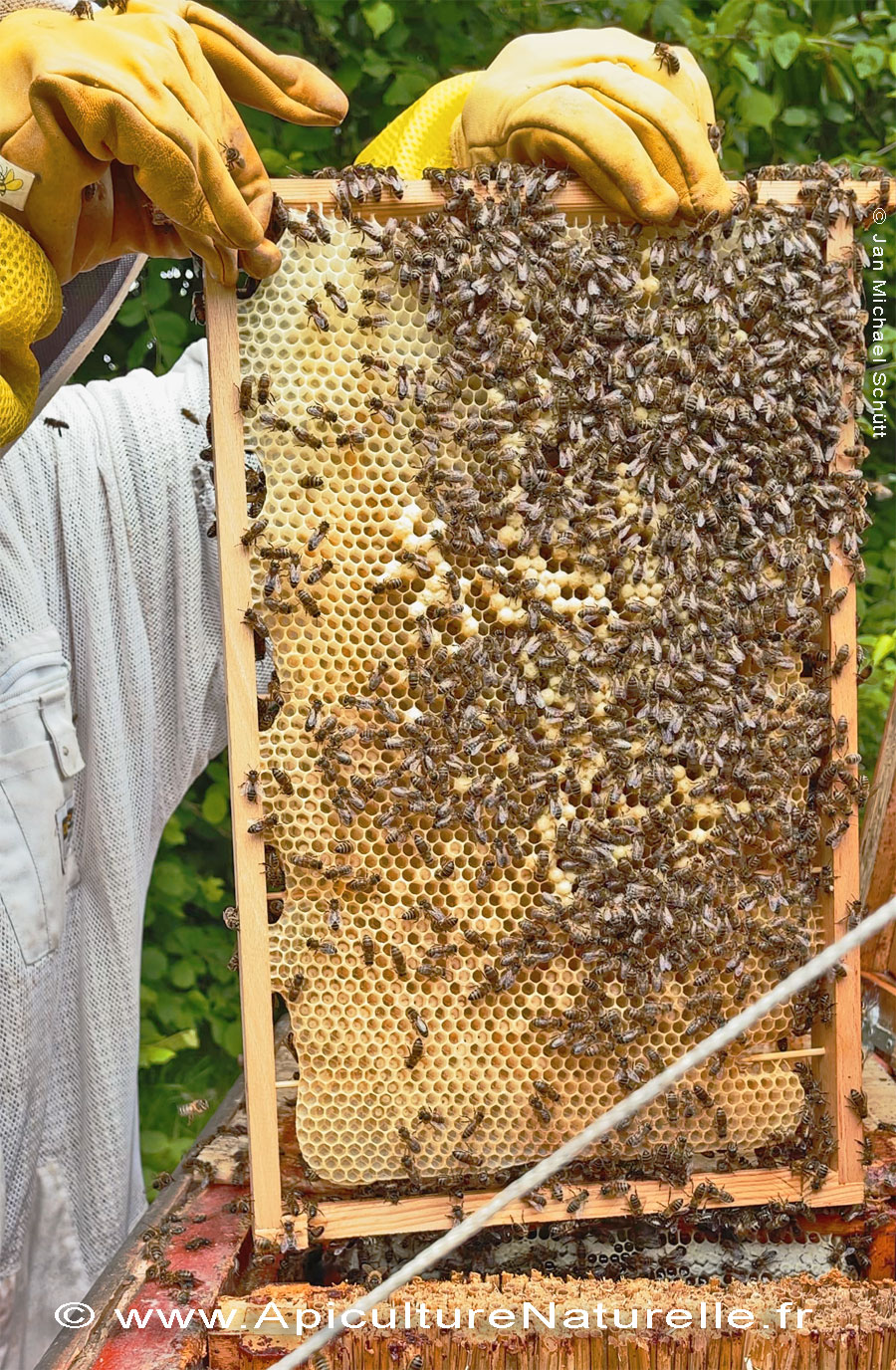 Cadres de couvain Mellifera