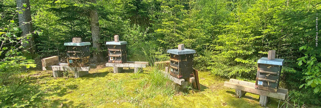 Der Bienenstand von Norbert Poeplau 