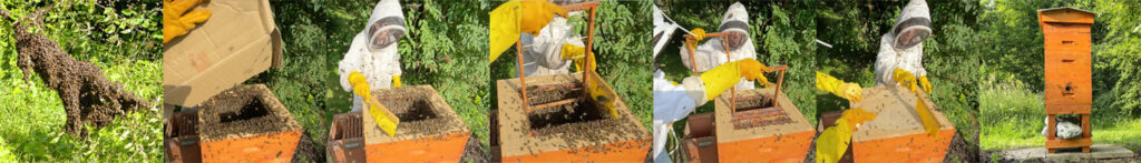 La nouvelle ruche mellifera