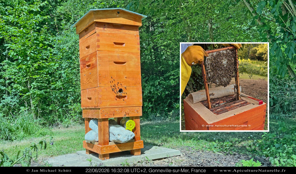 ruche mellifera-22-06-2026