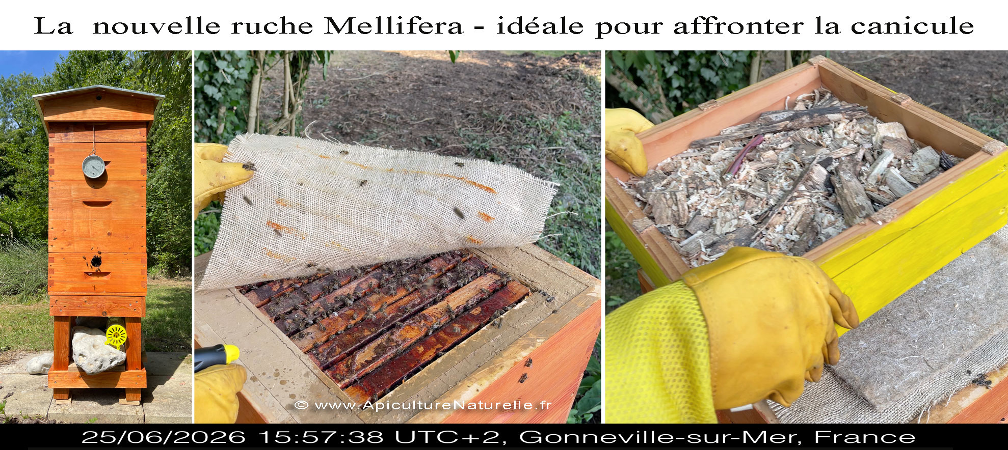 La ruche Mellifera