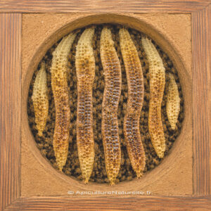 ruche Mellifera-Warré cylindrique