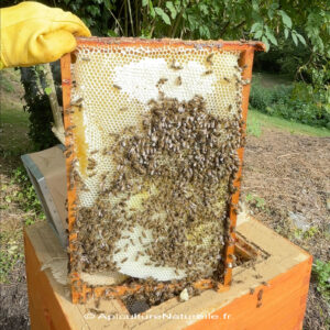 rayon-ruche-mellifera