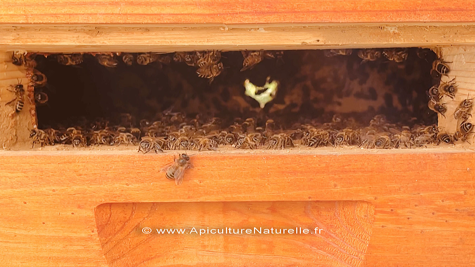volet d'inspection ruche Mellifera