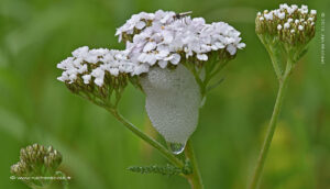 Achillea millefolium)