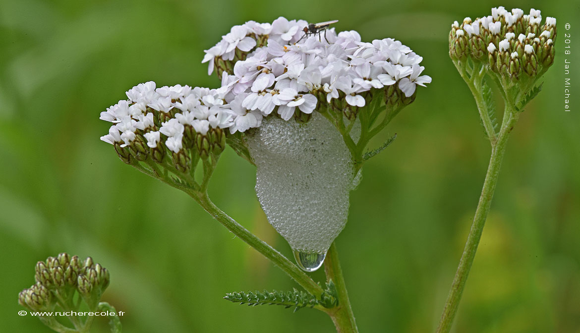 Achillea millefolium)