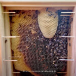 Cadre ruche Mellifera