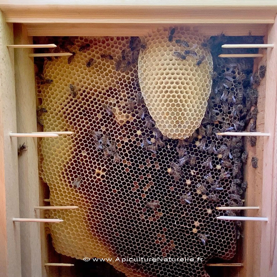 Cadre ruche Mellifera