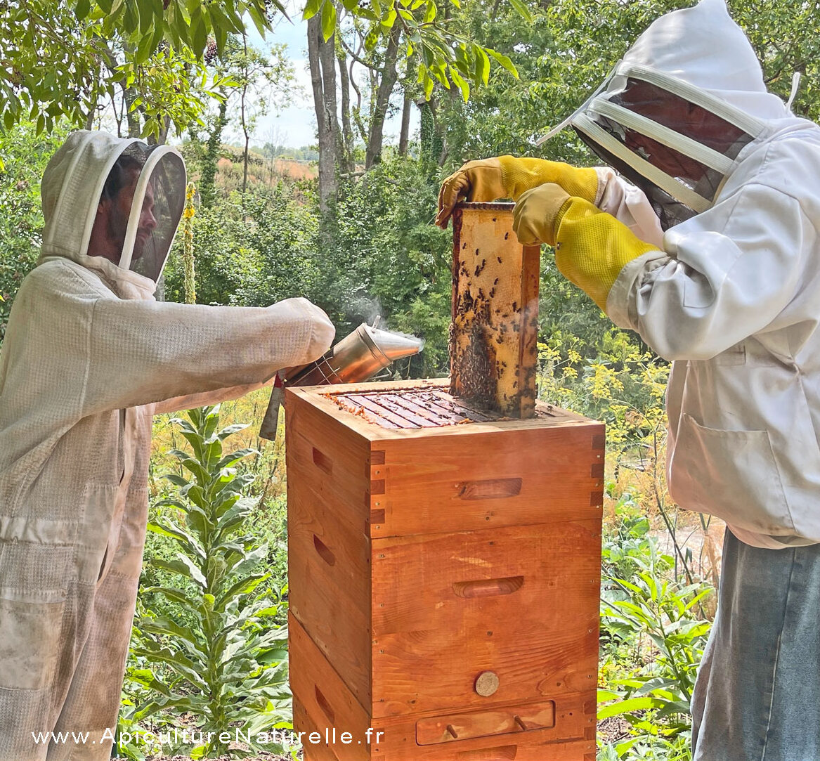 La ruche Mellifera