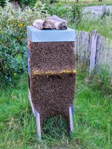 Barbe d'abeilles