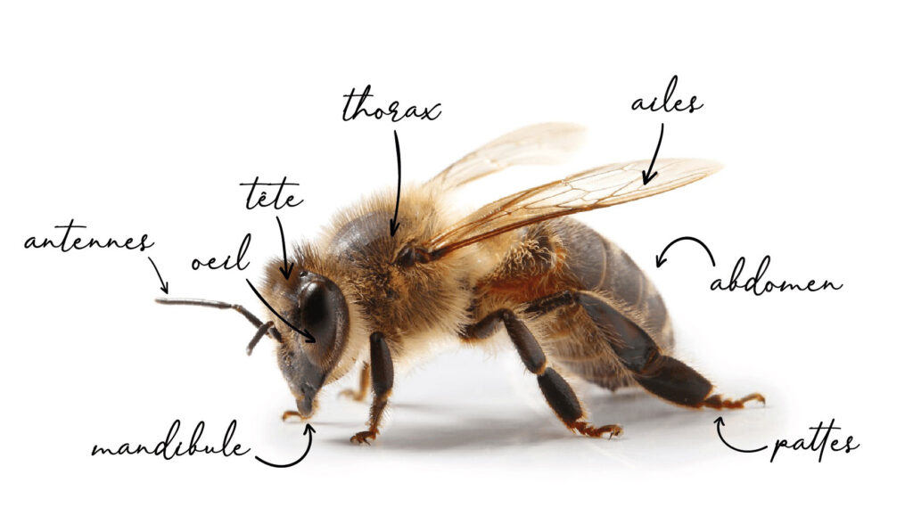 abeille