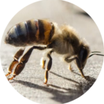 abeille