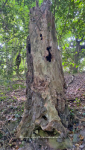 hôtel de insect -arbre ceux