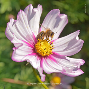 Cosmos bipinné et abeille mellifera