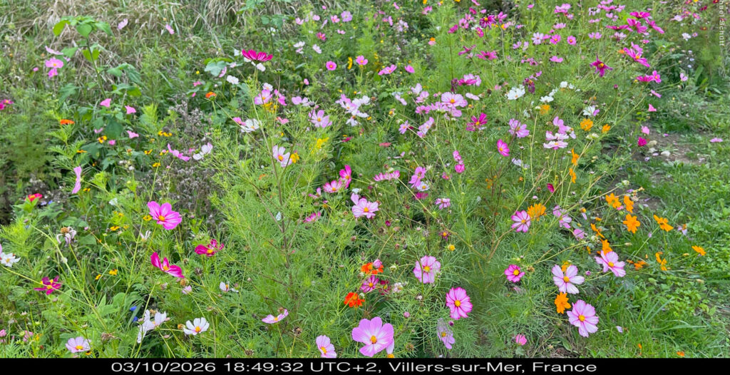 prairie mellifère marais villers sur mer
